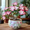 Plant in a Box - Adenium Obesum - Set van 2 - Bloeiende Woestijnrozen - Pot 10,5cm - Hoogte 25-40cm