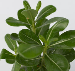 Plant in a Box - Adenium Obesum - Set van 4 - Bloeiende Woestijnrozen - Pot 10.5cm - Hoogte 25-40cm