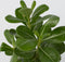 Plant in a Box - Adenium Obesum - Set van 4 - Bloeiende Woestijnrozen - Pot 10.5cm - Hoogte 25-40cm