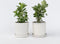 Plant in a Box - Adenium Obesum - Set van 4 - Bloeiende Woestijnrozen - Pot 10.5cm - Hoogte 25-40cm