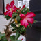 Plant in a Box - Adenium Obesum - Set van 4 - Bloeiende Woestijnrozen - Pot 10.5cm - Hoogte 25-40cm
