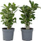 Plant in a Box - Adenium Obesum - Set van 4 - Bloeiende Woestijnrozen - Pot 10.5cm - Hoogte 25-40cm