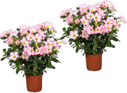 Plant in a Box - Adenium roseum - Set van 2 - Woestijnroos kamerplant - Pot 14cm - Hoogte 30-50cm - Woestijnroos plant