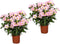 Plant in a Box - Adenium roseum - Set van 2 - Woestijnroos kamerplant - Pot 14cm - Hoogte 30-50cm - Woestijnroos plant