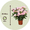 Plant in a Box - Adenium roseum - Set van 2 - Woestijnroos kamerplant - Pot 14cm - Hoogte 30-50cm - Woestijnroos plant