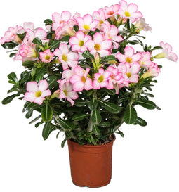 Plant in a Box - Adenium roseum - Woestijnroos kamerplant - Pot 14cm - Hoogte 30-50cm - Woestijnroos plant