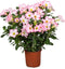 Plant in a Box - Adenium roseum - Woestijnroos kamerplant - Pot 14cm - Hoogte 30-50cm - Woestijnroos plant