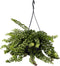 Plant in a Box - Aeschynantus Twister - Lipstickplant - Groene hangplant - Pot 15cm - Hoogte 20-30cm
