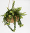 Plant in a Box - Aeschynantus Twister - Lipstickplant - Groene hangplant - Pot 15cm - Hoogte 20-30cm