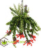 Plant in a Box - Aeschynantus Twister - Lipstickplant - Groene hangplant - Pot 15cm - Hoogte 20-30cm
