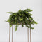 Plant in a Box - Aeschynantus Twister - Lipstickplant - Groene hangplant - Pot 15cm - Hoogte 20-30cm