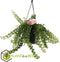 Plant in a Box - Aeschynantus Twister - Lipstickplant - Groene hangplant - Pot 15cm - Hoogte 20-30cm