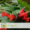 Plant in a Box - Aeschynantus Twister - Lipstickplant - Groene hangplant - Pot 15cm - Hoogte 20-30cm