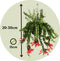 Plant in a Box - Aeschynantus Twister - Lipstickplant - Groene hangplant - Pot 15cm - Hoogte 20-30cm