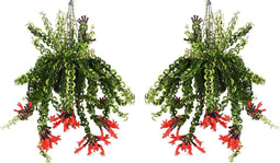 Plant in a Box - Aeschynantus Twister - Set van 2 - Lipstickplant - Groene hangplant - Pot 15cm - Hoogte 20-30cm