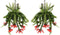 Plant in a Box - Aeschynantus Twister - Set van 2 - Lipstickplant - Groene hangplant - Pot 15cm - Hoogte 20-30cm