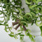 Plant in a Box - Aeschynantus Twister - Set van 2 - Lipstickplant - Groene hangplant - Pot 15cm - Hoogte 20-30cm