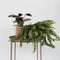 Plant in a Box - Aeschynantus Twister - Set van 2 - Lipstickplant - Groene hangplant - Pot 15cm - Hoogte 20-30cm
