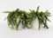 Plant in a Box - Aeschynantus Twister - Set van 2 - Lipstickplant - Groene hangplant - Pot 15cm - Hoogte 20-30cm