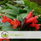 Plant in a Box - Aeschynantus Twister - Set van 2 - Lipstickplant - Groene hangplant - Pot 15cm - Hoogte 20-30cm