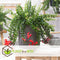 Plant in a Box - Aeschynantus Twister - Set van 2 - Lipstickplant - Groene hangplant - Pot 15cm - Hoogte 20-30cm