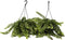 Plant in a Box - Aeschynantus Twister - Set van 2 - Lipstickplant - Groene hangplant - Pot 15cm - Hoogte 20-30cm