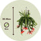 Plant in a Box - Aeschynantus Twister - Set van 2 - Lipstickplant - Groene hangplant - Pot 15cm - Hoogte 20-30cm