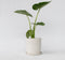 Plant in a Box - Alocasia Macrorrhiza - Olifantsoor kamerplant - Pot 17cm - Hoogte 60-70cm