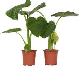 Plant in a Box - Alocasia Macrorrhiza - Set van 2 - Olifantsoor kamerplant - Pot 17cm - Hoogte 60-70cm