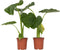 Plant in a Box - Alocasia Macrorrhiza - Set van 2 - Olifantsoor kamerplant - Pot 17cm - Hoogte 60-70cm