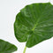 Plant in a Box - Alocasia Macrorrhiza - Set van 2 - Olifantsoor kamerplant - Pot 17cm - Hoogte 60-70cm
