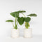 Plant in a Box - Alocasia Macrorrhiza - Set van 2 - Olifantsoor kamerplant - Pot 17cm - Hoogte 60-70cm