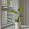 Plant in a Box - Alocasia Macrorrhiza - Set van 2 - Olifantsoor kamerplant - Pot 17cm - Hoogte 60-70cm