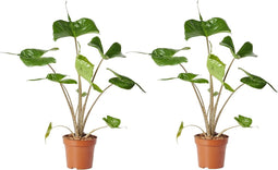 Plant in a Box - Alocasia macrorrhiza 'Stingray' - Set van 2 - Pot 12cm - Hoogte 30-40cm