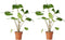 Plant in a Box - Alocasia macrorrhiza 'Stingray' - Set van 2 - Pot 12cm - Hoogte 30-40cm