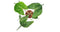 Plant in a Box - Alocasia macrorrhiza 'Stingray' - Set van 2 - Pot 12cm - Hoogte 30-40cm