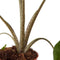 Plant in a Box - Alocasia macrorrhiza 'Stingray' - Set van 2 - Pot 12cm - Hoogte 30-40cm