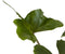 Plant in a Box - Alocasia macrorrhiza 'Stingray' - Set van 2 - Pot 12cm - Hoogte 30-40cm