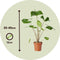 Plant in a Box - Alocasia macrorrhiza 'Stingray' - Set van 2 - Pot 12cm - Hoogte 30-40cm