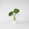 Plant in a Box - Alocasia Odora - Groene kamerplant met grote groene bladeren - Pot 17cm - Hoogte 55-75cm