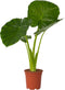 Plant in a Box - Alocasia Odora - Groene kamerplant met grote groene bladeren - Pot 17cm - Hoogte 55-75cm
