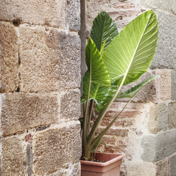 Plant in a Box - Alocasia Odora - Set van 2 - Groene kamerplant met grote groene bladeren - Pot 17cm - Hoogte 55-75cm