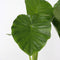 Plant in a Box - Alocasia Odora - Set van 2 - Groene kamerplant met grote groene bladeren - Pot 17cm - Hoogte 55-75cm