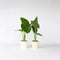 Plant in a Box - Alocasia Odora - Set van 2 - Groene kamerplant met grote groene bladeren - Pot 17cm - Hoogte 55-75cm
