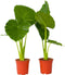 Plant in a Box - Alocasia Odora - Set van 2 - Groene kamerplant met grote groene bladeren - Pot 17cm - Hoogte 55-75cm