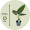 Plant in a Box - Alocasia Odora - Set van 2 - Groene kamerplant met grote groene bladeren - Pot 17cm - Hoogte 55-75cm
