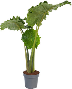 Plant in a Box - Alocasia 'Portodora' - XXL Groene Kamerplant - Pot 32cm - Hoogte 110-120cm