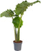Plant in a Box - Alocasia 'Portodora' - XXL Groene Kamerplant - Pot 32cm - Hoogte 110-120cm