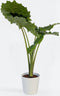 Plant in a Box - Alocasia 'Portodora' - XXL Groene Kamerplant - Pot 32cm - Hoogte 110-120cm