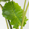 Plant in a Box - Alocasia 'Portodora' - XXL Groene Kamerplant - Pot 32cm - Hoogte 110-120cm